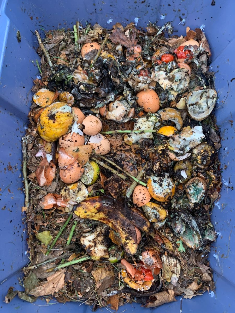 Sampah Organik
